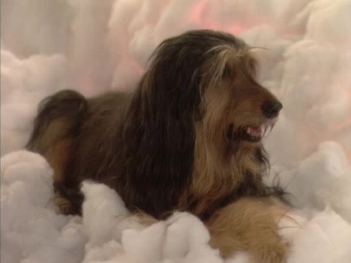 Season 10 Episode 3: Requiem for a Dead Briard