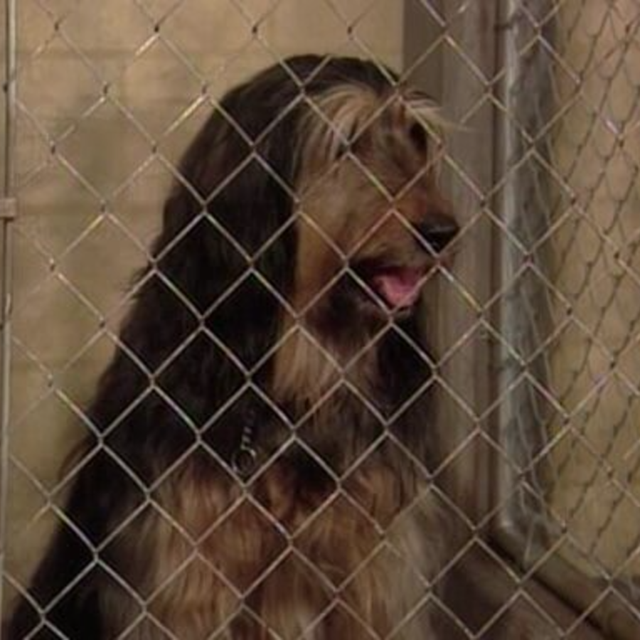 Married with Children: Hilarious Voice Acting Evolution of Buck, the Bundy Family Dog (Seasons 1-9)