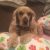 Profile photo of luckythecaliforniadog